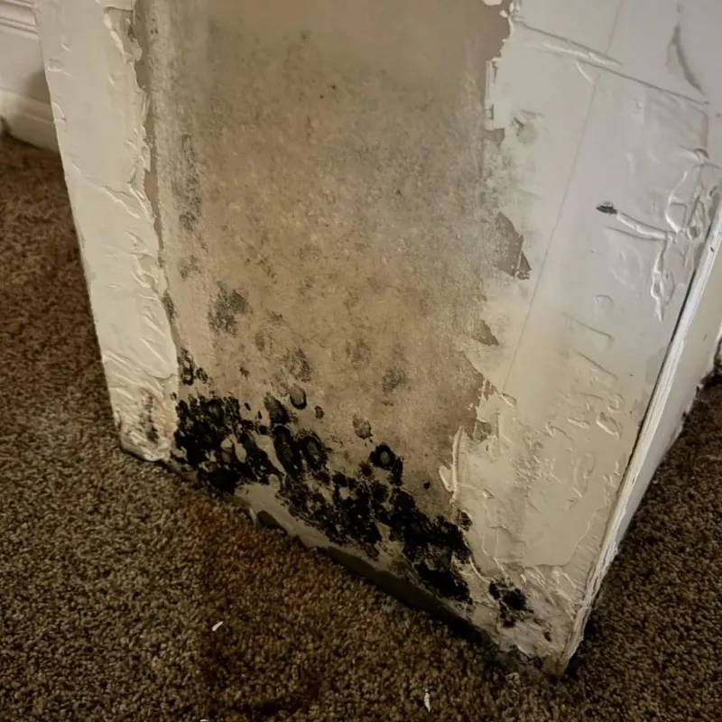 Professional Mold Removal in Princeville, IL